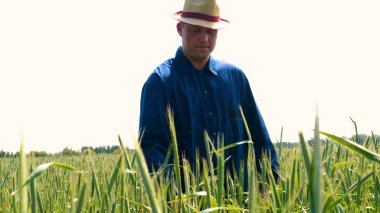 Genç bir adam portresi (adam) bir çalışma üniforması ve buğday ve saman etrafında bir alanın ortasında bir hasır şapka, etrafında çalışan ve olgunluk için buğday kontrol, bir gömlek ve hasır şapka ısı alanı temiz hava solur ve özgür hissediyor. Con