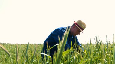 Genç bir adam portresi (adam) bir çalışma üniforması ve buğday ve saman etrafında bir alanın ortasında bir hasır şapka, etrafında çalışan ve olgunluk için buğday kontrol, bir gömlek ve hasır şapka ısı alanı temiz hava solur ve özgür hissediyor. Con