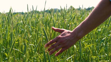 Genç bir adam portresi (adam) bir çalışma üniforması ve buğday ve saman etrafında bir alanın ortasında bir hasır şapka, etrafında çalışan ve olgunluk için buğday kontrol, bir gömlek ve hasır şapka ısı alanı temiz hava solur ve özgür hissediyor. Con