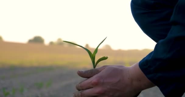 Manos Agricultor Cultivando Cultivando Árboles Que Crecen Suelo Fértil Con — Vídeo de stock