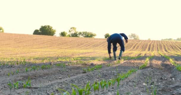 Manos Agricultor Cultivando Cultivando Árboles Que Crecen Suelo Fértil Con — Vídeos de Stock