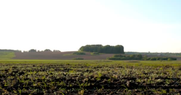 Handen Van Boer Kweken Voeden Boom Groeien Vruchtbare Grond Met — Stockvideo