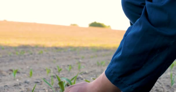 Hände Von Bauern Die Auf Fruchtbarem Boden Mit Grünem Und — Stockvideo