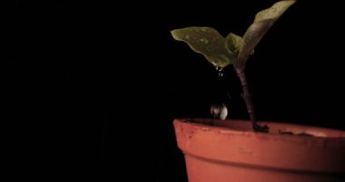 Yeni bir hayat, bir adam elinde yapraklar, damla, siyah arka plan ile ıslak yaprakları ile bir filiz tutar.