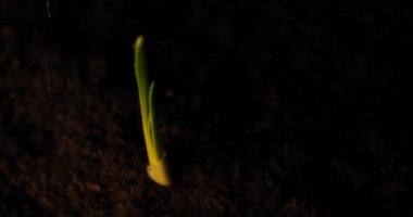 Yeni bir hayat, bir adam elinde yapraklar, damla, siyah arka plan ile ıslak yaprakları ile bir filiz tutar.