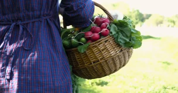 保持している手木箱に熟した新鮮なねぎポテト良い収穫を楽しんで 庭での作業農家女性 — ストック動画