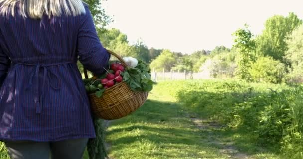 Rolnik Kobieta Pracuje Ogrodzie Trzymając Rękach Drewniane Pudełko Ziemniak Świeży — Wideo stockowe