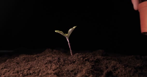 一个新的生活 一个人手里拿着一个春天 地面上有树叶 被水滴淋湿了 黑色的背景 — 图库视频影像