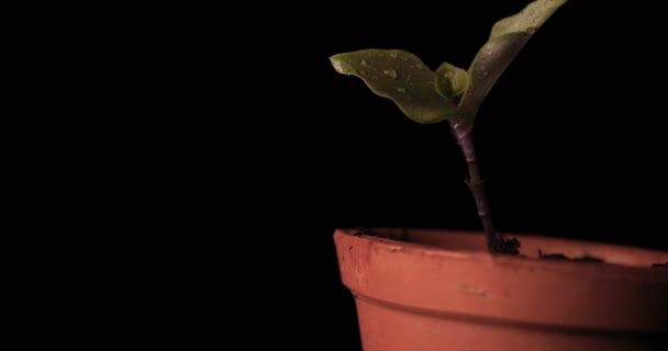 New Life Man Holds His Hand Sprout Leaves Ground Wet — Stock Video