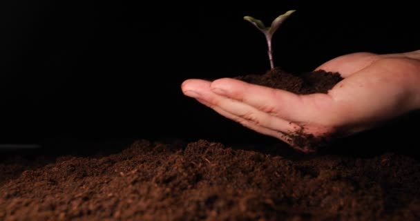 New Life Man Holds His Hand Sprout Leaves Ground Wet — Stock Video