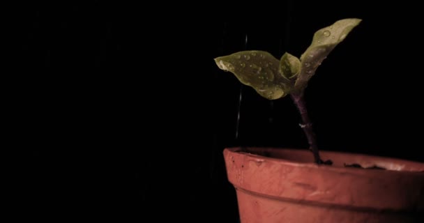 New Life Man Holds His Hand Sprout Leaves Ground Wet — Stock Video