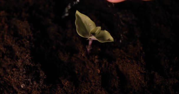 一个新的生活 一个人手里拿着一个春天 地面上有树叶 被水滴淋湿了 黑色的背景 — 图库视频影像