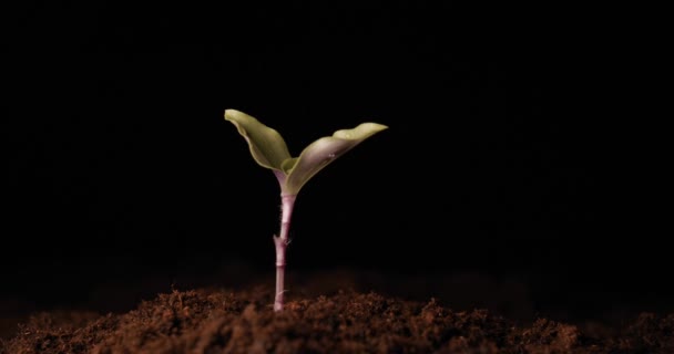 新しい人生 男は彼の手で 地面に葉と芽を保持し 滴で濡れ 黒い背景 — ストック動画