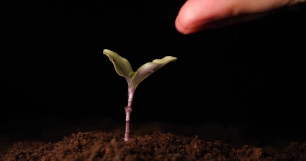 Una Nuova Vita Uomo Tiene Mano Germoglio Con Foglie Nel — Video Stock