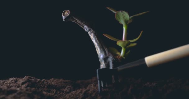 Een Nieuw Leven Een Man Houdt Zijn Hand Een Spruit — Stockvideo