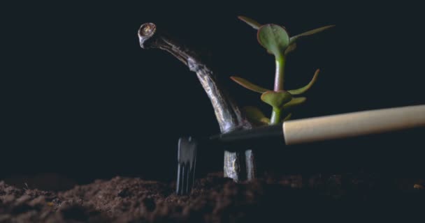 Een Nieuw Leven Een Man Houdt Zijn Hand Een Spruit — Stockvideo