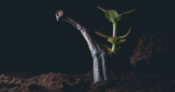 Een Nieuw Leven Een Man Houdt Zijn Hand Een Spruit — Stockvideo