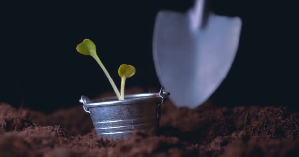 一个新的生活 一个人手里拿着一个春天 地面上有树叶 被水滴淋湿了 黑色的背景 — 图库视频影像