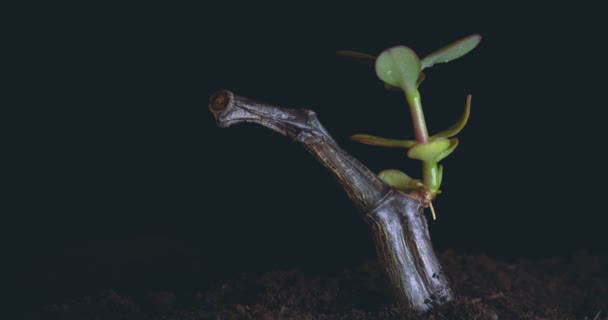一个新的生活 一个人手里拿着一个春天 地面上有树叶 被水滴淋湿了 黑色的背景 — 图库视频影像