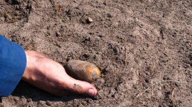 Bir portre adam bir saman şapkalı bir çiftçi, bornozu (gömlek) yerden bir patates kadar Digs ve o kadar asansörler, bunu gösterir, kir temizler ve sonra nefes ve taze patates hissediyor, Bio organik.