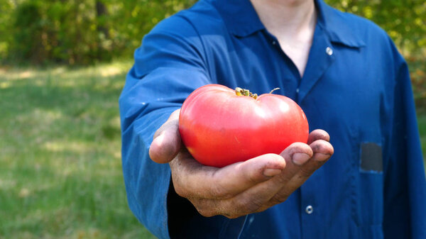 A portrait guy, a farmer in a straw hat, a working robe picks up a tomato in the garden (in the field) makes a bite and eats, after which he demonstrates a tomato and I raise my hands from the bottom