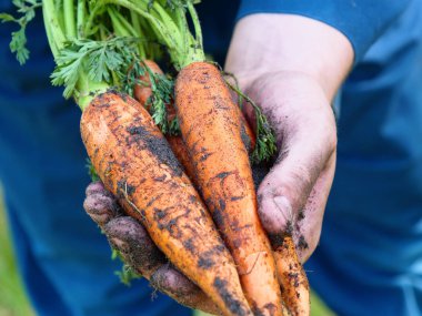 Portre adam bir hasır şapka çiftçi, bornozu (gömlek) toprak yetiştirme kirli (temiz) eller yükseltir ve elinde bir havuç gösterir. Kavramı: çiftçi, Slow Motion, Bio ürün.