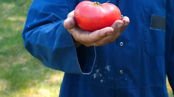Cara Retrato Fazendeiro Com Chapéu Palha Manto Trabalho Pega Tomate — Fotografia de Stock