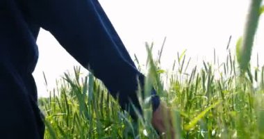 Bir çiftçi, güzel bir güneşli günde yeşil bir alan okşayarak, buğday alanında bir el tutan bir buğday Sampler alır. Konsept: Bio organik, yeni, çiftlik, Iş, kalite güvencesi, yavaş hareket.