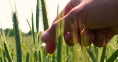 Bir çiftçi, güzel bir güneşli günde yeşil bir alan okşayarak, buğday alanında bir el tutan bir buğday Sampler alır. Konsept: Bio organik, yeni, çiftlik, Iş, kalite güvencesi, yavaş hareket.