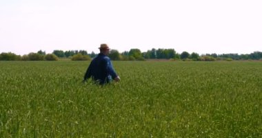 Bir çiftçi, güzel bir güneşli günde yeşil bir alan okşayarak, buğday alanında bir el tutan bir buğday Sampler alır. Konsept: Bio organik, yeni, çiftlik, Iş, kalite güvencesi, yavaş hareket.