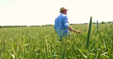 Bir çiftçi, güzel bir güneşli günde yeşil bir alan okşayarak, buğday alanında bir el tutan bir buğday Sampler alır. Konsept: Bio organik, yeni, çiftlik, Iş, kalite güvencesi, yavaş hareket.