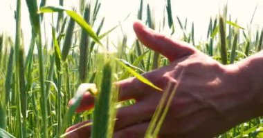 Bir çiftçi, güzel bir güneşli günde yeşil bir alan okşayarak, buğday alanında bir el tutan bir buğday Sampler alır. Konsept: Bio organik, yeni, çiftlik, Iş, kalite güvencesi, yavaş hareket.