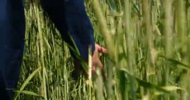 Bir çiftçi, güzel bir güneşli günde yeşil bir alan okşayarak, buğday alanında bir el tutan bir buğday Sampler alır. Konsept: Bio organik, yeni, çiftlik, Iş, kalite güvencesi, yavaş hareket.