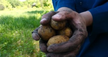 Bir portre adam bir saman şapkalı bir çiftçi, bornozu (gömlek) yerden bir patates kadar Digs ve o kadar asansörler, bunu gösterir, kir temizler ve sonra nefes ve taze patates hissediyor, Bio organik.