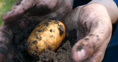 Bir portre adam bir saman şapkalı bir çiftçi, bornozu (gömlek) yerden bir patates kadar Digs ve o kadar asansörler, bunu gösterir, kir temizler ve sonra nefes ve taze patates hissediyor, Bio organik.