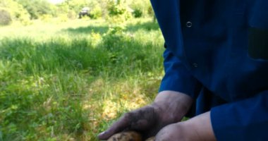 Bir portre adam bir saman şapkalı bir çiftçi, bornozu (gömlek) yerden bir patates kadar Digs ve o kadar asansörler, bunu gösterir, kir temizler ve sonra nefes ve taze patates hissediyor, Bio organik.