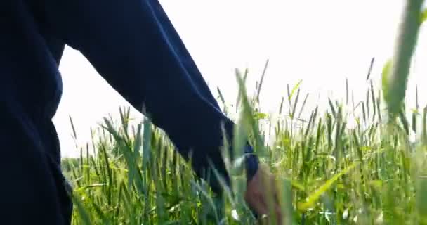 Contadino Prende Campionatore Grano Tenendo Una Mano Campo Grano Accarezzando — Video Stock