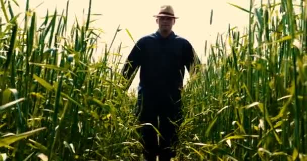 一个农民拿着麦子取样器 手放在麦田里 在一个阳光明媚的日子里抚摸着一片绿地 生物有机 质量保证 慢动作 — 图库视频影像
