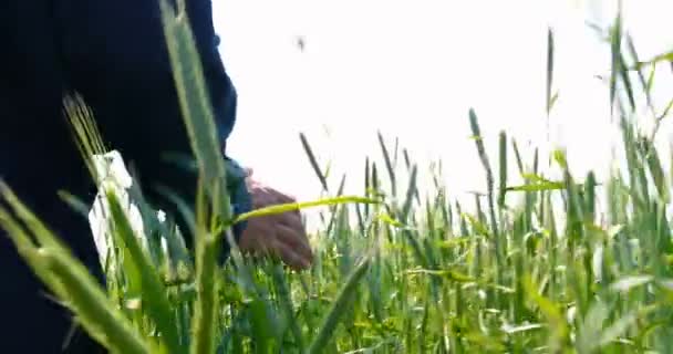 農夫は小麦の畑で手を握っている小麦のサンプラーをとり 美しい晴れた日に緑の野原をなでる コンセプト バイオオーガニック ニュー ファーム ワーク 品質保証 スローモーション — ストック動画