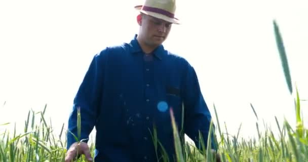 Fazendeiro Pega Amostrador Trigo Segurando Uma Mão Campo Trigo Acariciando — Vídeo de Stock