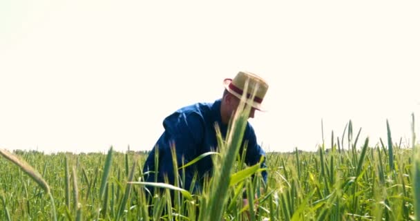 Fazendeiro Pega Amostrador Trigo Segurando Uma Mão Campo Trigo Acariciando — Vídeo de Stock