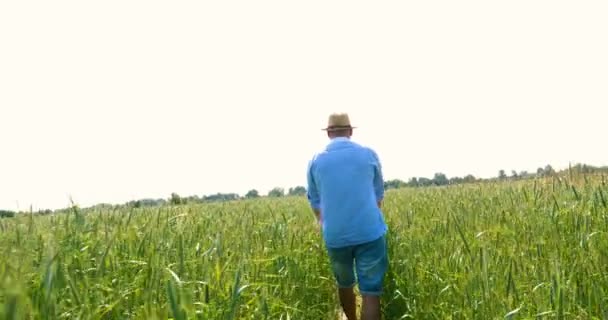 Retrato Joven Con Sombrero Paja Corre Salta Sobre Campo Trigo — Vídeos de Stock