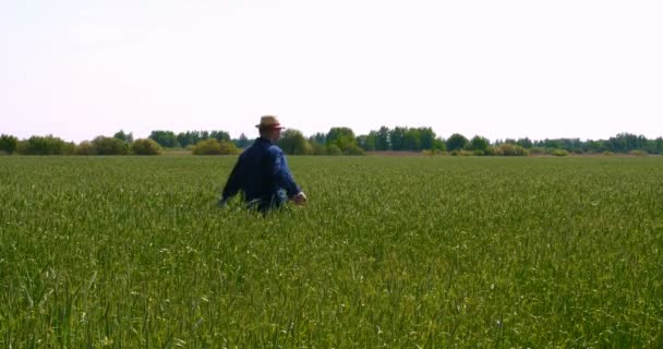 Rolnik Bierze Próbnik Pszenicy Trzyma Rękę Polu Pszenicy Głaszcząc Zielone — Wideo stockowe