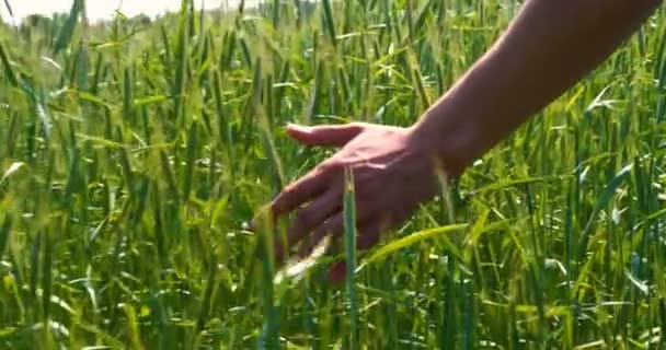 一个农民拿着麦子取样器 手放在麦田里 在一个阳光明媚的日子里抚摸着一片绿地 生物有机 质量保证 慢动作 — 图库视频影像