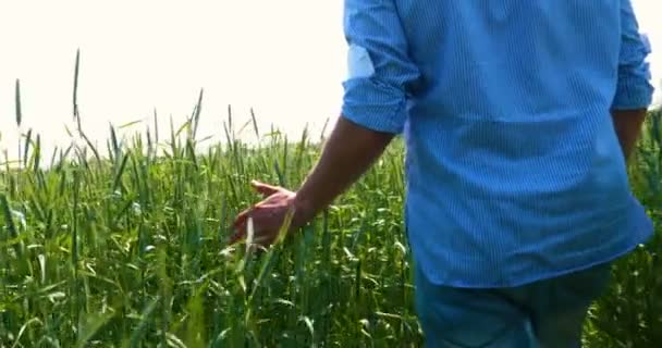 Fazendeiro Pega Amostrador Trigo Segurando Uma Mão Campo Trigo Acariciando — Vídeo de Stock