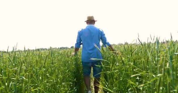 Портрет Молодої Людини Солом Яному Капелюсі Біжить Стрибає Пшеничному Полі — стокове відео