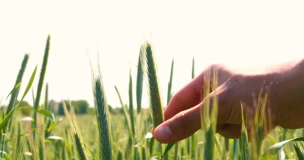 Agricultor Toma Muestreador Trigo Sosteniendo Una Mano Campo Trigo Acariciando — Vídeos de Stock