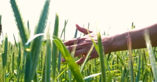 Fazendeiro Pega Amostrador Trigo Segurando Uma Mão Campo Trigo Acariciando — Vídeo de Stock