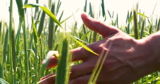 Фермер Приймає Пшениці Семплер Тримає Руку Області Пшениці Погладжуючи Зелене — стокове відео