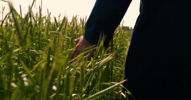 Fazendeiro Pega Amostrador Trigo Segurando Uma Mão Campo Trigo Acariciando — Vídeo de Stock